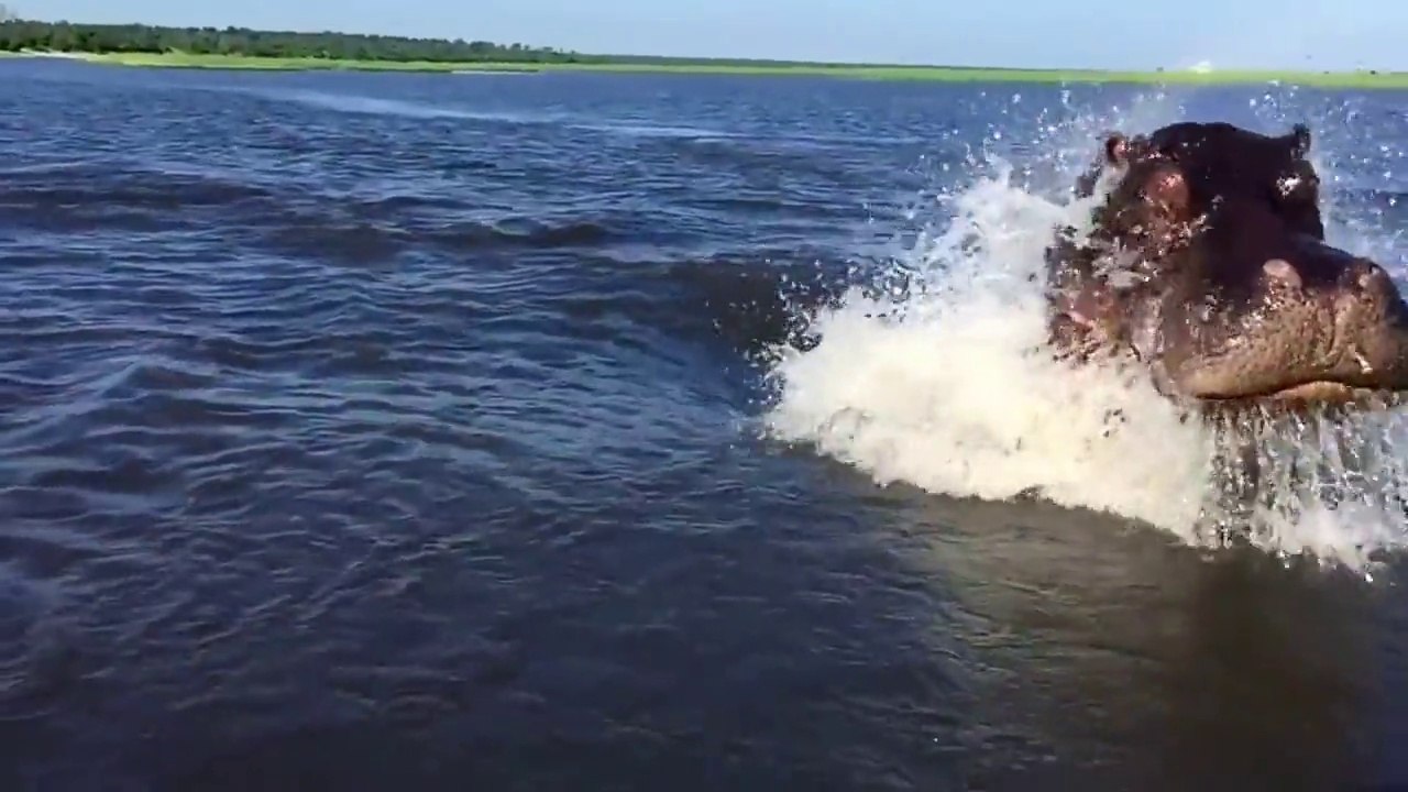 Un Hippopotame charge un bateau : monstrueux!!! - Vidéo Dailymotion