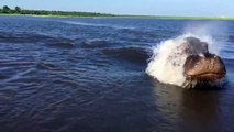 Cruel Hippo attacking a boat on Chobe River