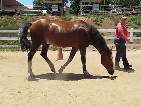 Un cheval qui lâche des grosses caisses... pétomane!