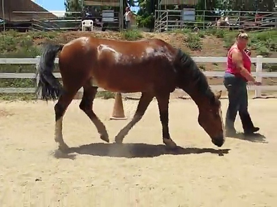 Un cheval qui lâche des grosses caisses... pétomane!