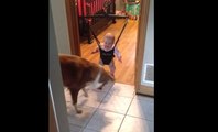 Bebeğe Zıplamayı Öğreten Köpek