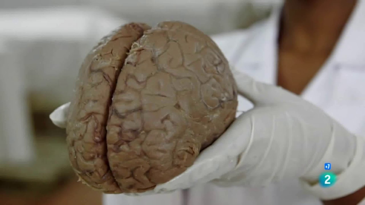 Evolucion del cerebro humano: Herramientas y le...