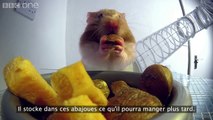 A l'intérieur d'un hamster (Rayons X)