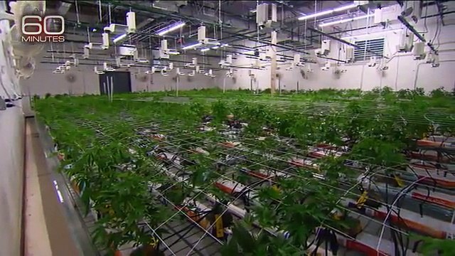 The Marijuana Effect in Colorado - USA