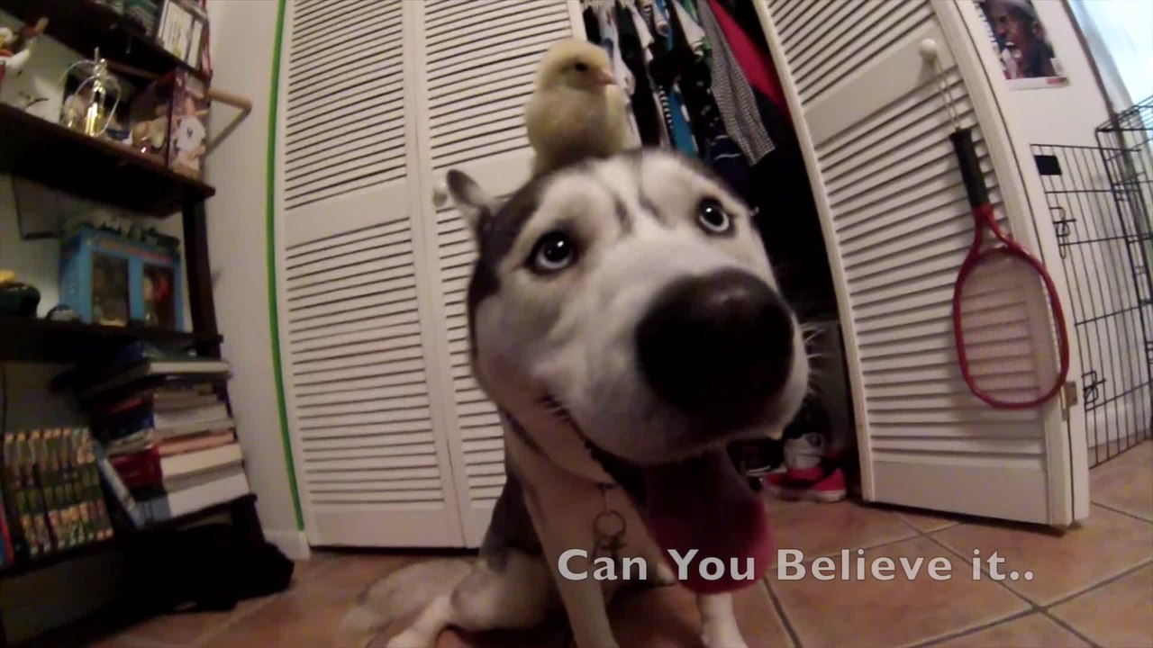Husky and baby chick share incredible bond