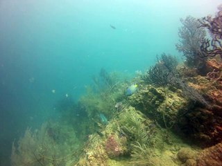 tobago, poisson ange