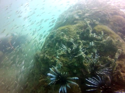 Tobago,Charlotteville devant la plage, 7 poissons lion