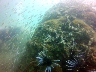 Tobago,Charlotteville devant la plage, 7 poissons lion