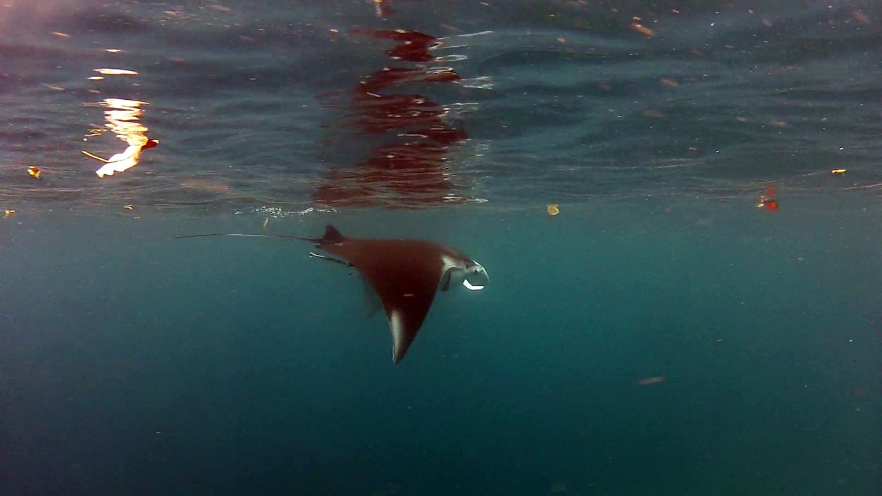 Tobago, Raie manta 2