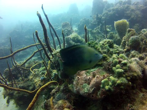 Martinique 2 ,pointe Borgnèse