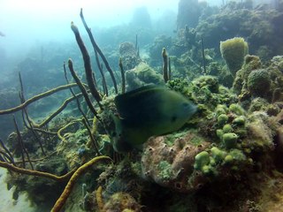 Martinique 2 ,pointe Borgnèse