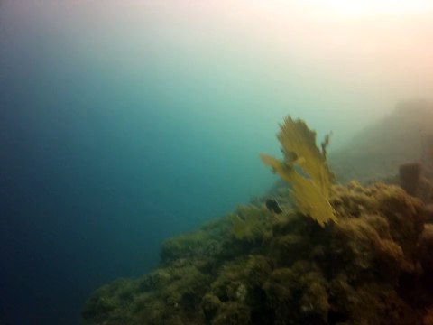 Martinique 5 ,plonger pointe Borgnèse