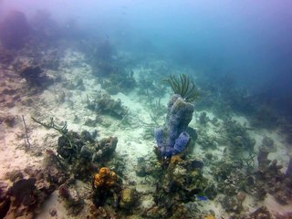 Martinique 3 ,plonger devant club med