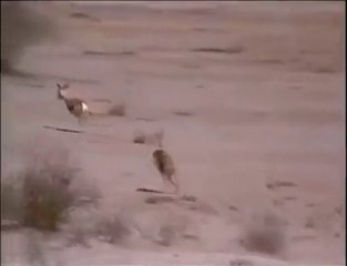 Vous n'imaginerez jamais comment se termine cette course poursuite entre un guépard et une gazelle