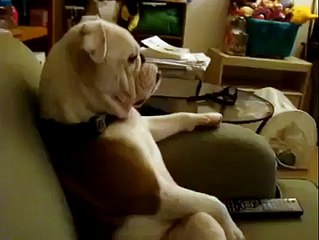 Hahahaha look at how that dog sitting in front of the TV!!