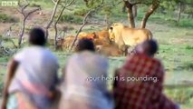 Man vs Lions. Maasai Men Stealing Lion's Food Without a Fight