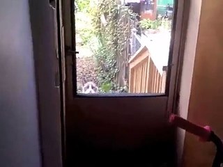 OMG! This Cat Speaks To A Woman, LITERALLY!