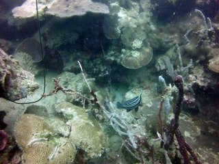 Martinique 6 ,plonger devant club med