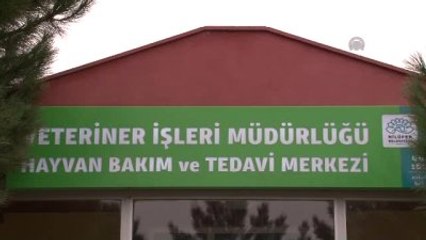 Silahla Yaralanan Karga Yavrusu Ameliyat Edildi