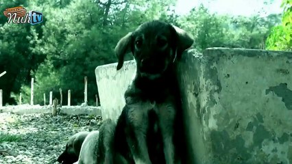 Evcil Dostlarımıza Dikkat Edelim Sevelim, Sevdirelim, Sevindirelim