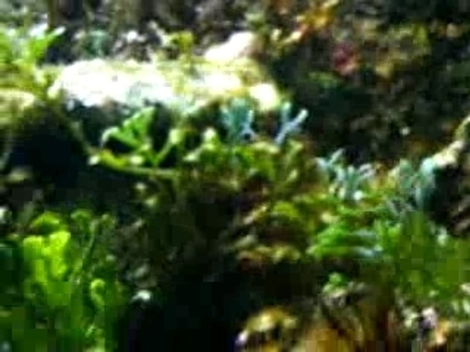 Amphiprion , cladelia, labre vert-pastel