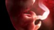 le miracle de la grossesse : le développement du fœtus semaine par semaine , la grossesse mois par mois