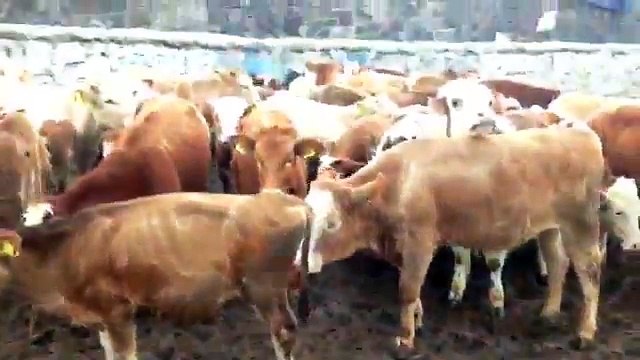 KARS HAYVAN FİYATLARI - HER BÜTÇEYE UYGUN CİNS , KALİTELİ HAYVAN SATIŞLARI