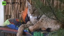 ¡Este gato y este lince son amigos inseparables!