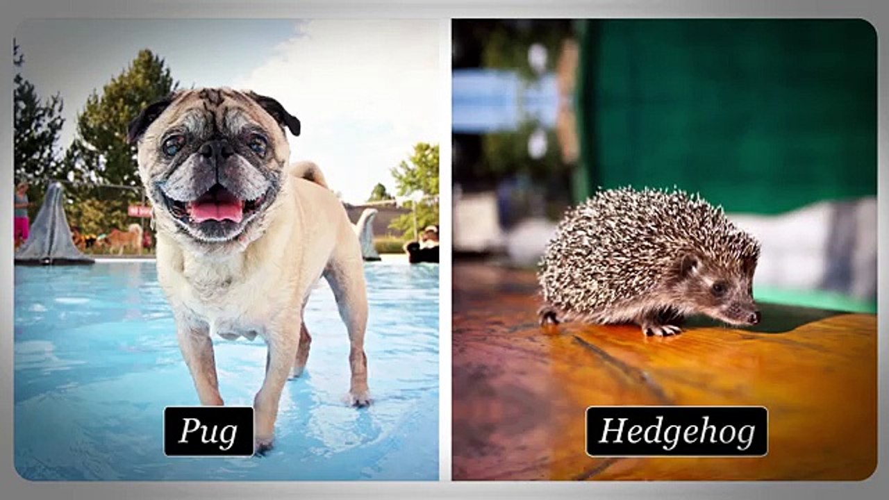 8 Animal Hybrids That Would Break The Internet