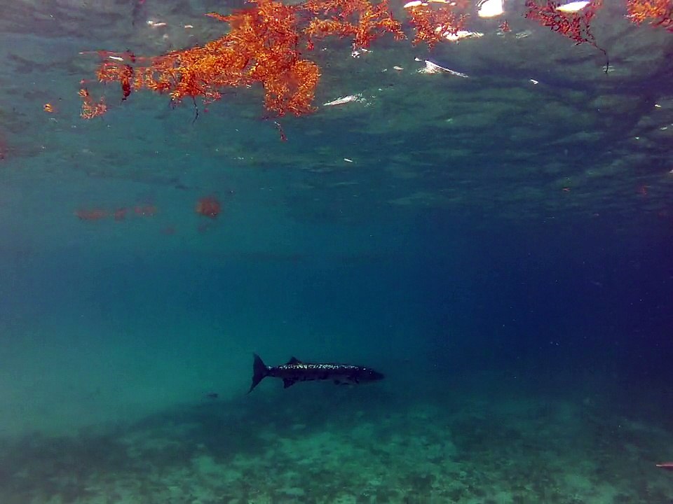 Petit-Terre,2014 barracuda