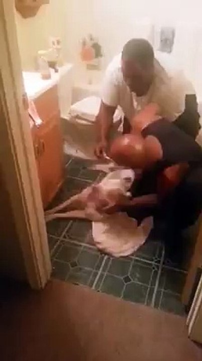 My Dog Exwife