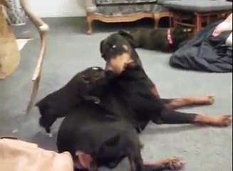 Dog and Cat friendship