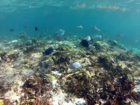 Petit-Terre,2014 poissons chirurgiens
