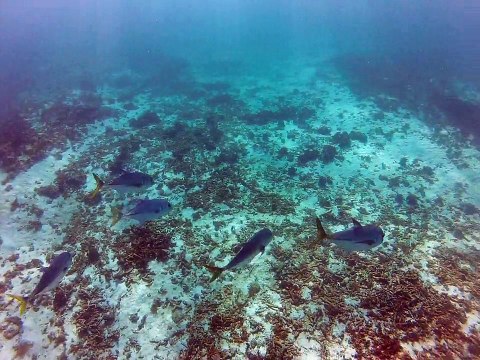 Petit-Terre,2014 banc de petits poissons