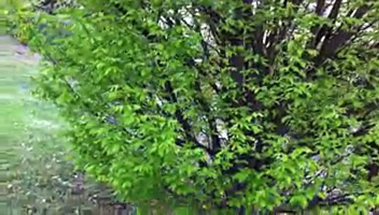 vid1