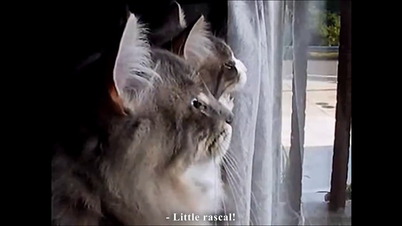 Les vieux cons de chats