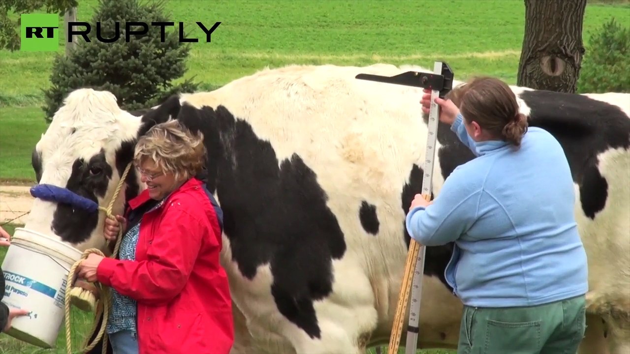 USA: This colossal cow is the tallest in the world