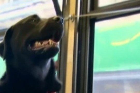 Le chien qui prend le bus tout seul - ZAPPING ACTU HEBDO DU 17/01/2015