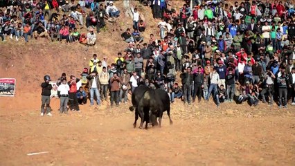 Festival de combats de taureaux au Népal