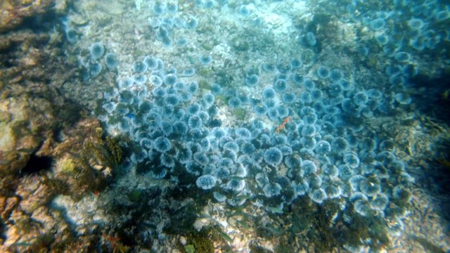 Petit-Terre,2014 colonie oursins