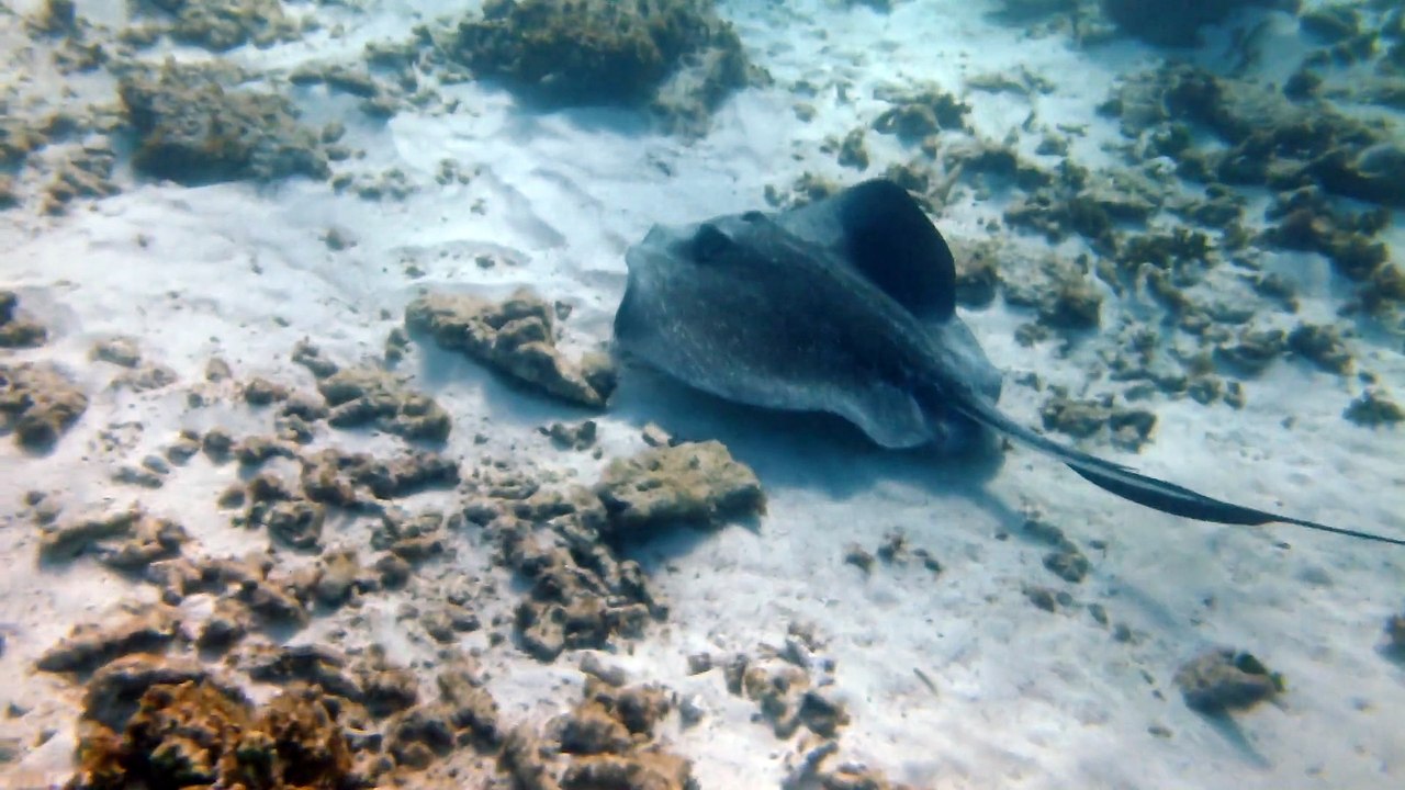 Petit-Terre,2014 pastenague 4