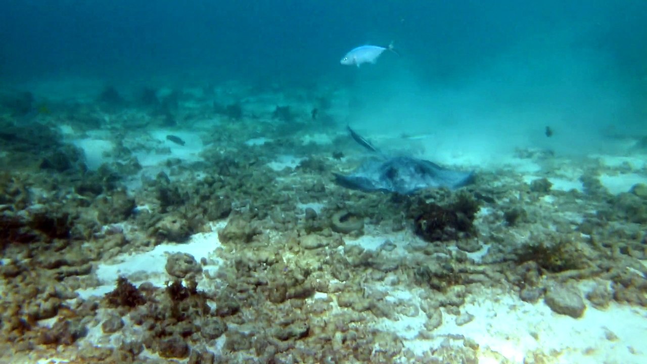 Petit-Terre,2014 raie pastenague 5