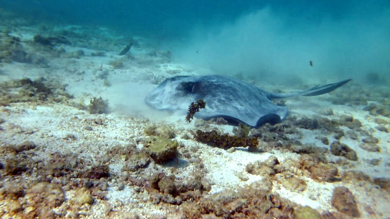 Petit-Terre,2014 raie pastenague 6