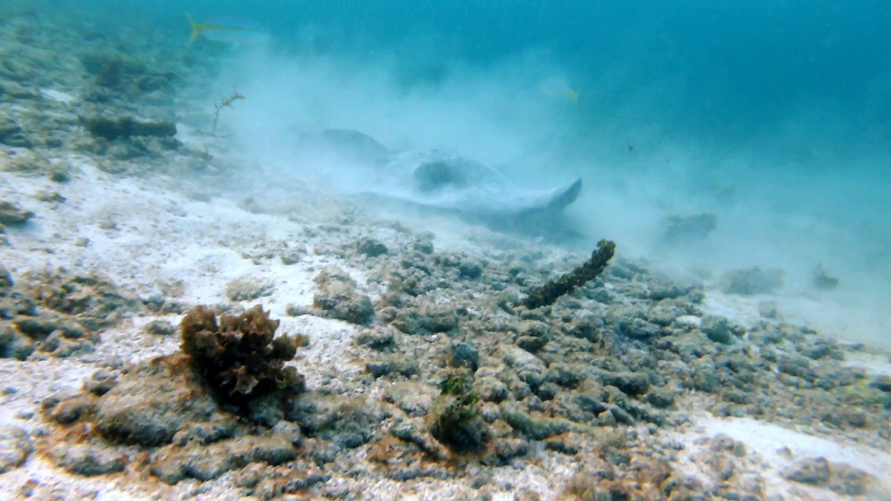 Petit-Terre,2014 raie pastenague 6