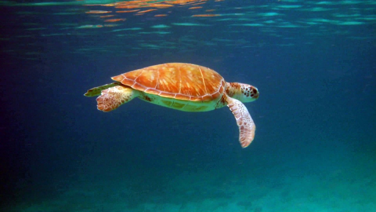 Petit-Terre,2014 tortue 3