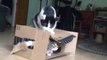 Two Cats Battle for Control of One Box