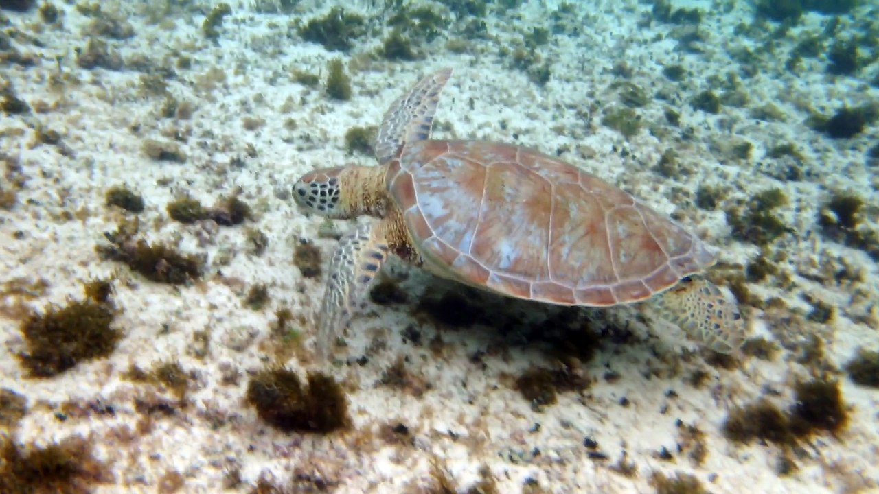 Petit-Terre,2014 tortue 5