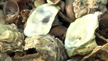 Coquilles d'huîtres. Impression 3D, peinture, cosmétique : la seconde vie des déchets ostréicoles