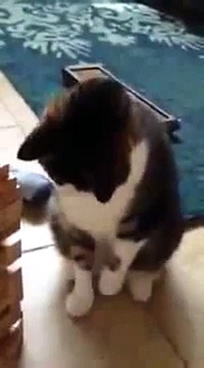 un chat qui joue au jenga