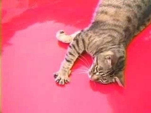 (CM) Nakama Yukie - JA Cat